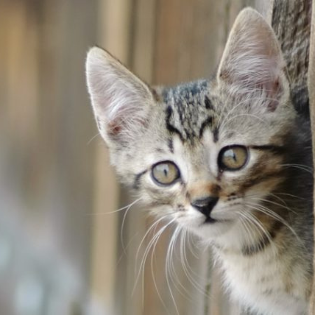 How to Stop Your Cat from Urine Spraying/Marking For Kitty's Sake