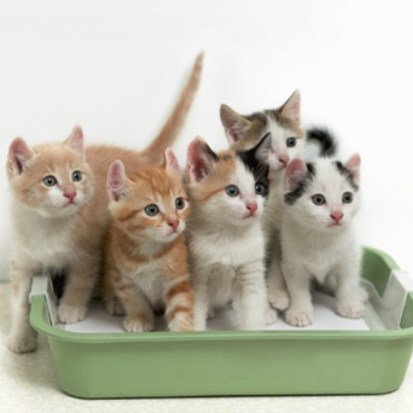 Litter Box Issues For Kitty's Sake