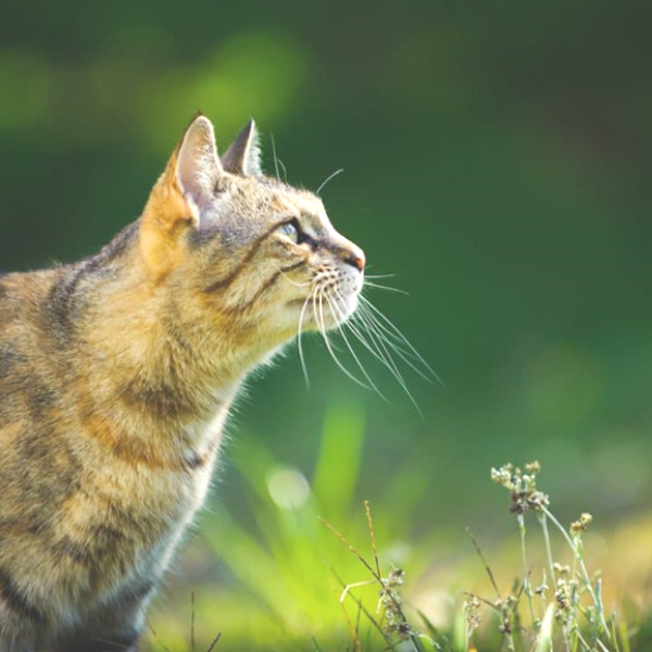 Why Letting Your Cat Outside Is Dangerous For Kitty's Sake