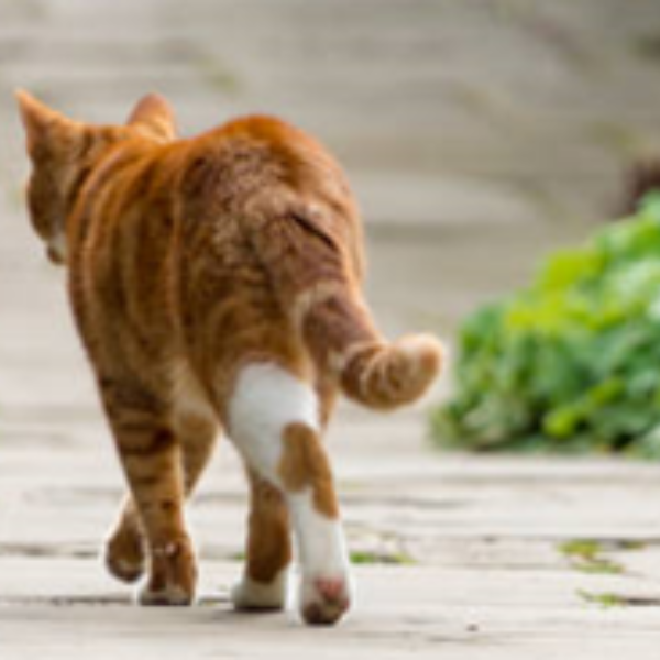 What to do if you've lost your pet For Kitty's Sake